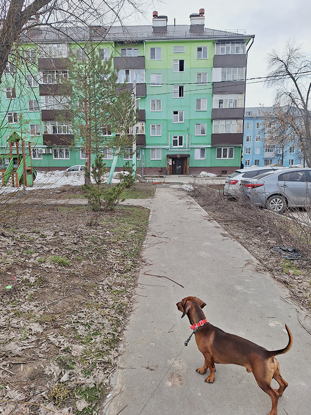 Прогулка с хвостатым. Так у нас в городе преображают хрущевки, раскрашивая в разные цвета