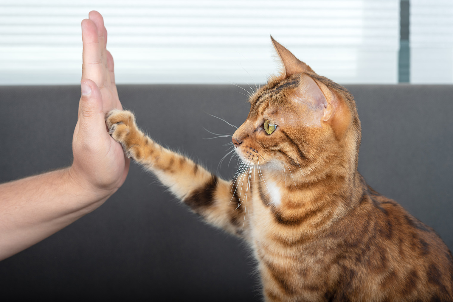 Эту кошку научили «давать пять». Фотография: Svetlana Rey / Shutterstock