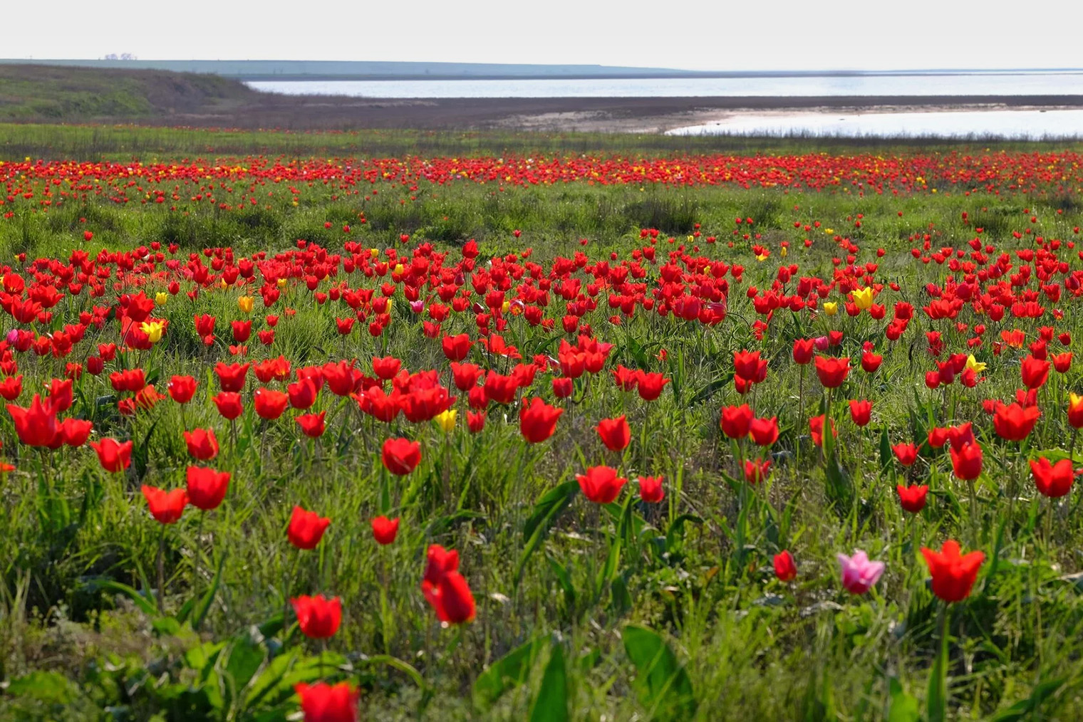 Цветущие калмыцкие степи. Источник: zapovednik-chernyezemli.ru