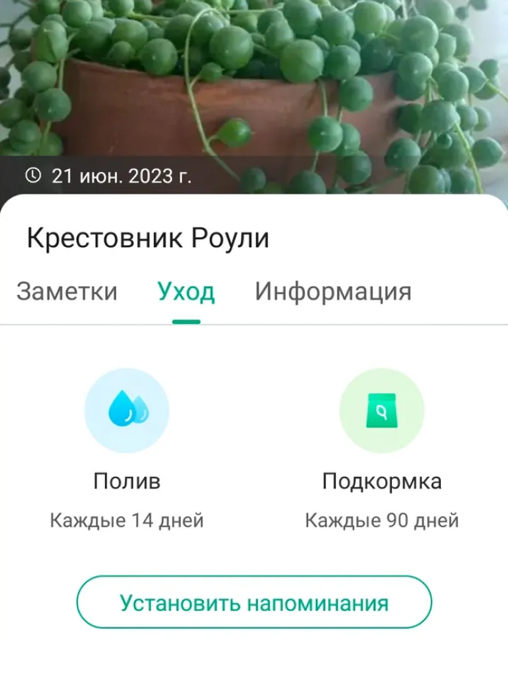 Приложение Picture This советует поливать крестовник раз в две недели, но летом почва пересыхает быстрее и шарики начинают увядать. Таким образом, частота полива зависит от сезона