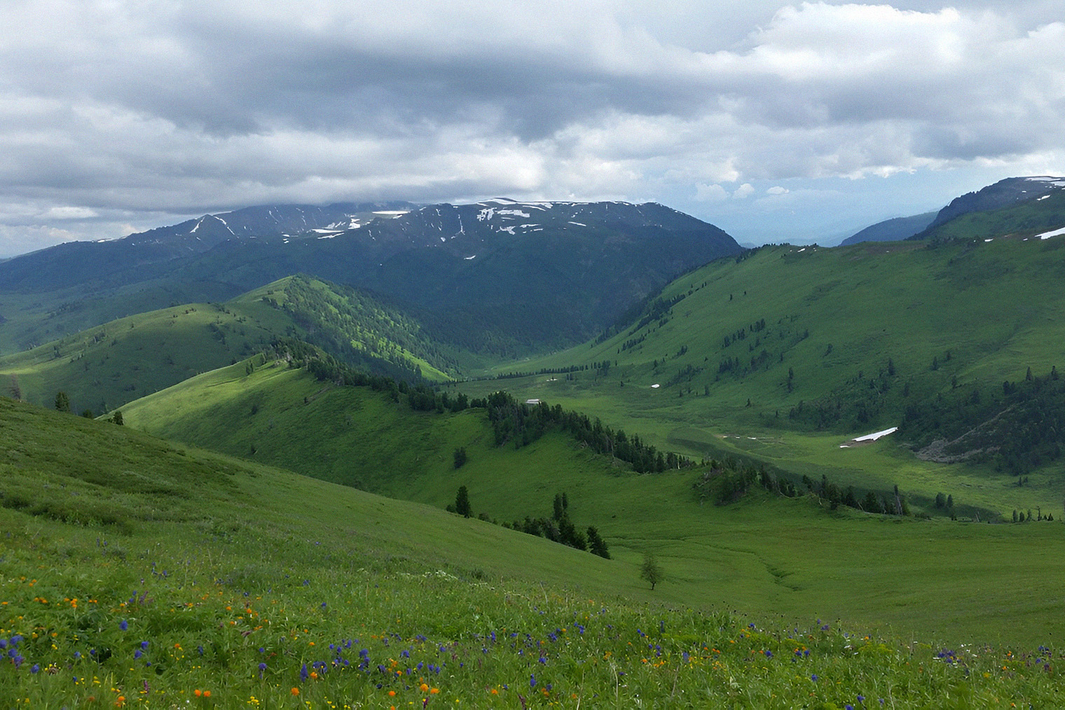 Альпийские луга Алтая