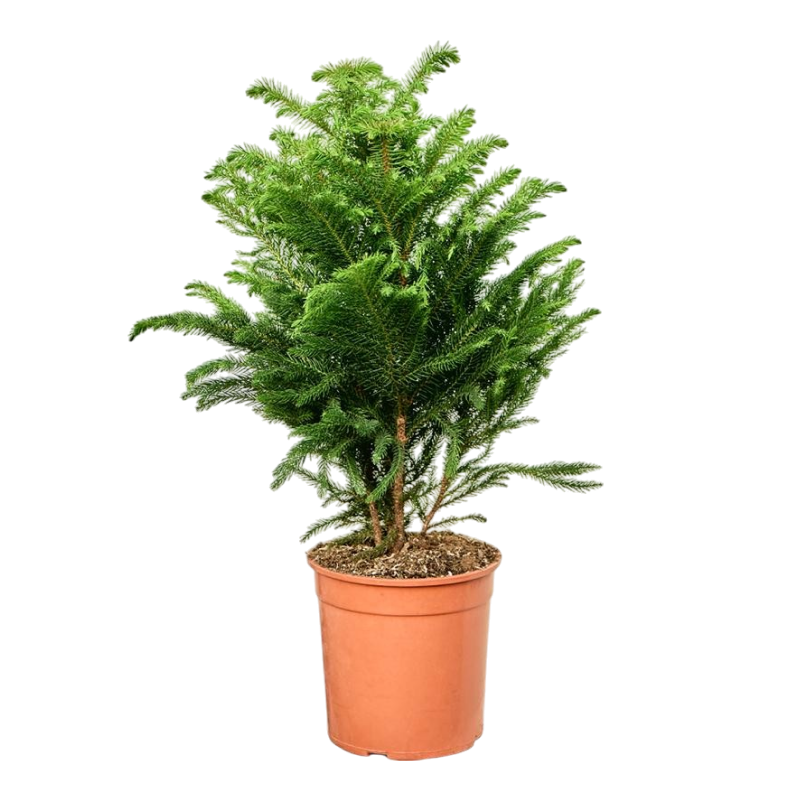 Араукария разнолистная (Araucaria heterophylla)