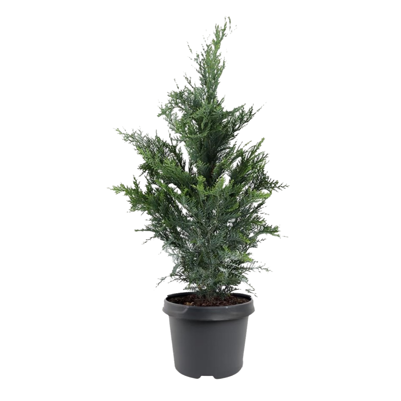 Кипарисовик Лоусона (Chamaecyparis lawsoniana)