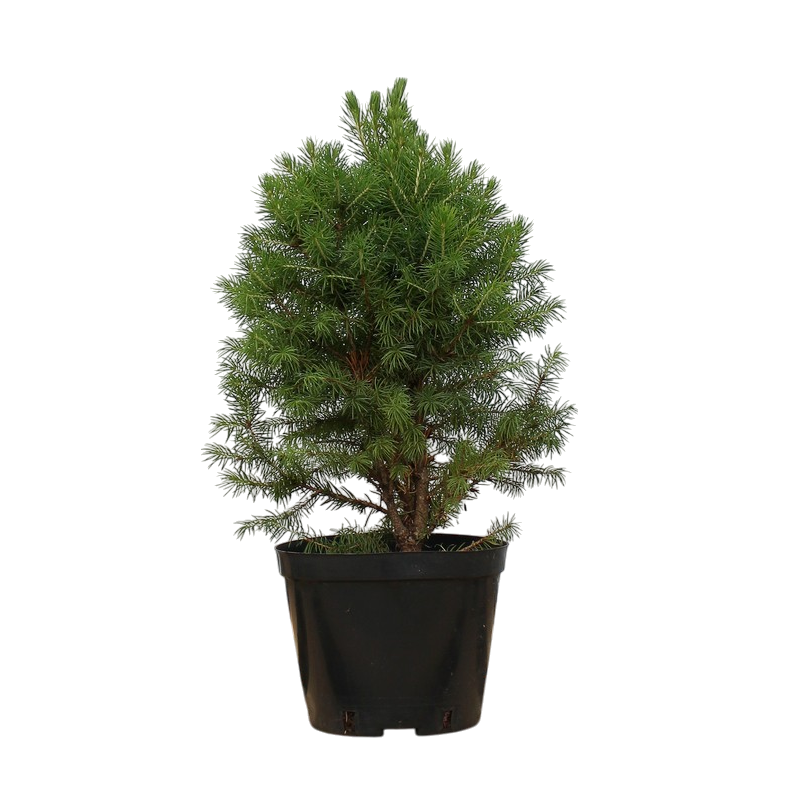 Ель канадская «коника» (Picea glauca Conica)