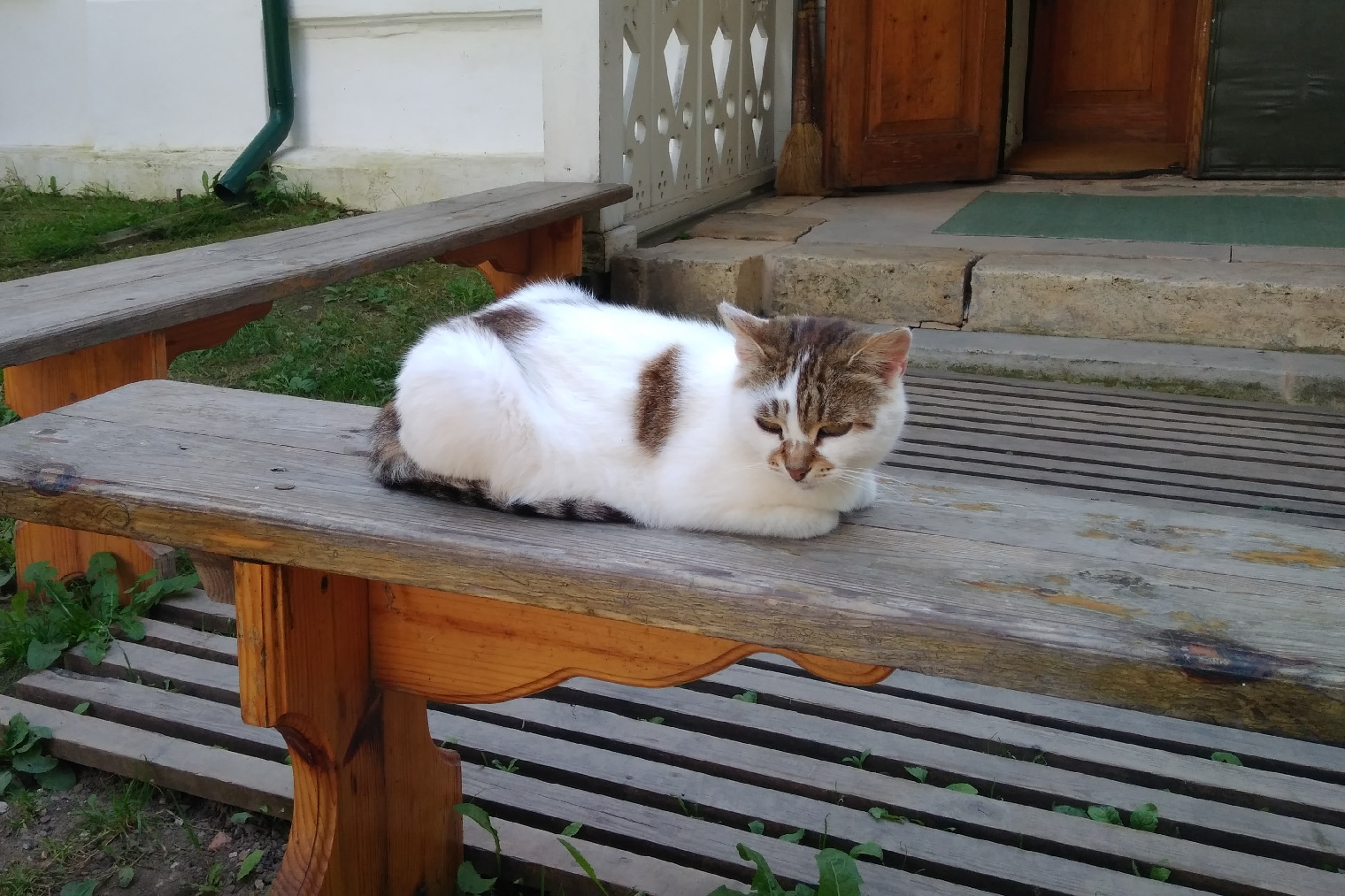 Коты в Ясной Поляне — отдельный аттракцион. Один из них на наших глазах поймал мышонка, поиграл с ним и отпустил