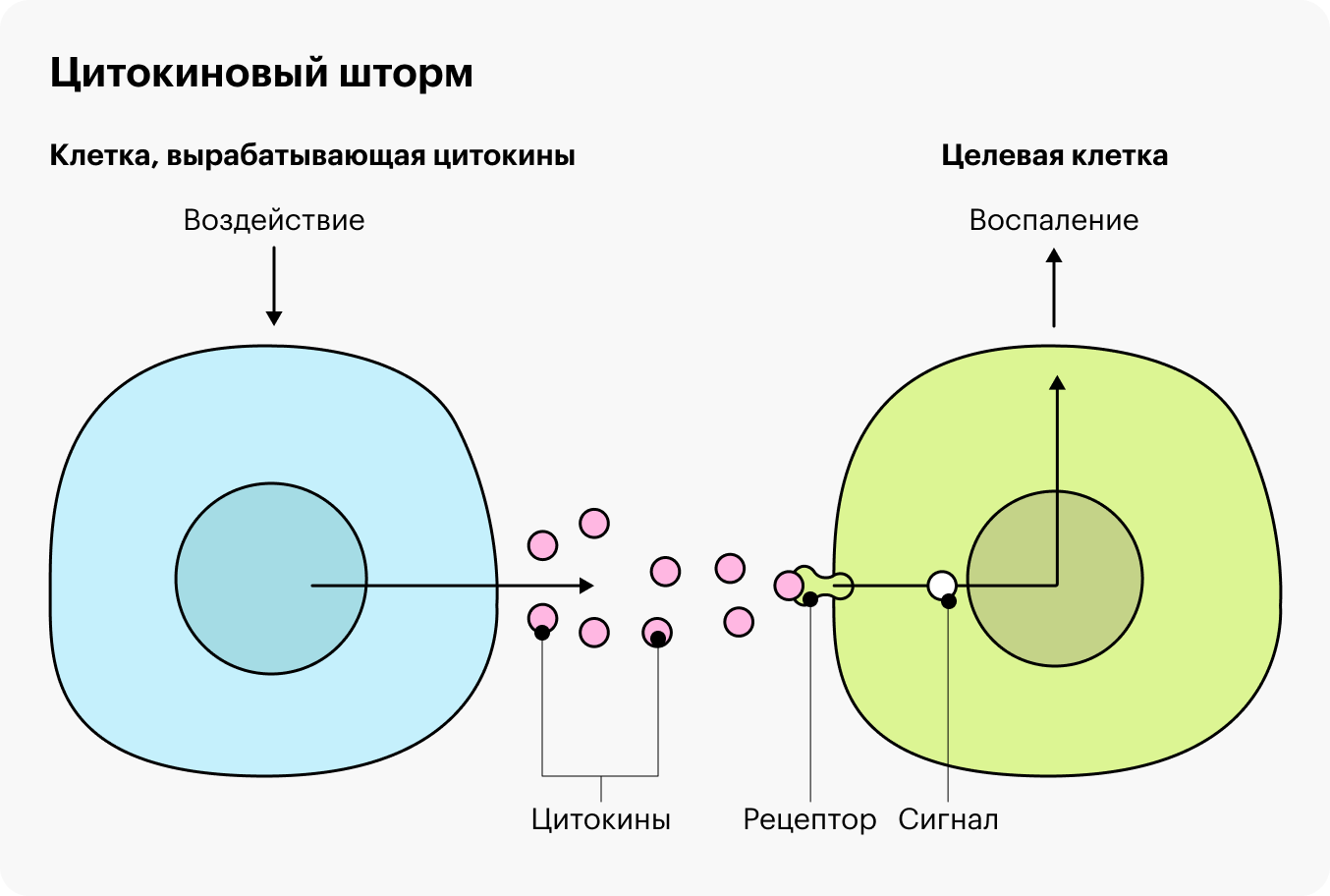 При цитокиновом шторме клетки иммунной системы производят слишком много цитокинов