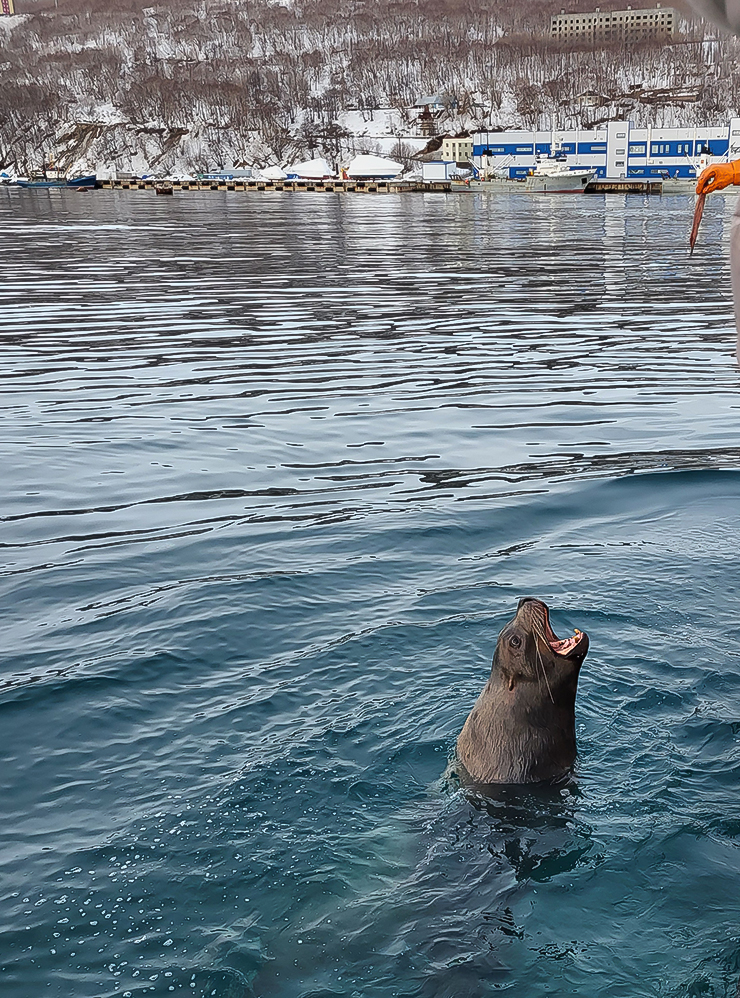 Самый крупный начал выпрашивать рыбу, выпрыгивая из воды. Угощение раздавал один из членов команды: у сивучей внушительные клыки, поэтому туристов и их руки берегут