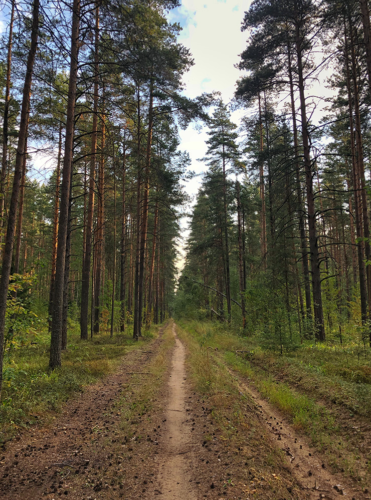 Лесные дорожки в Зеленой роще