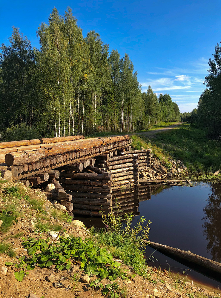 Деревянный мост среди лесной глуши