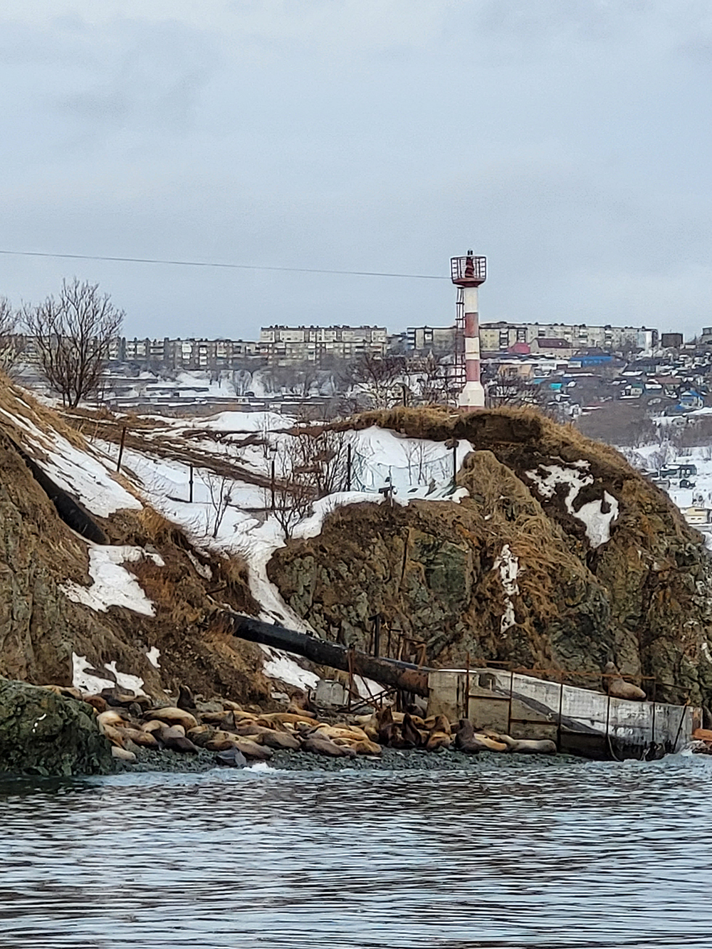 С берега сивучей почти не видно. Во⁠-⁠первых, далеко, а во⁠-⁠вторых, они сливаются с окружающим пейзажем