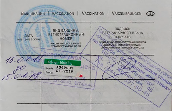 Новый паспорт можно купить в любой ветклинике, но если вы планируете, например, выезжать с собакой за границу, паспорт лучше не терять