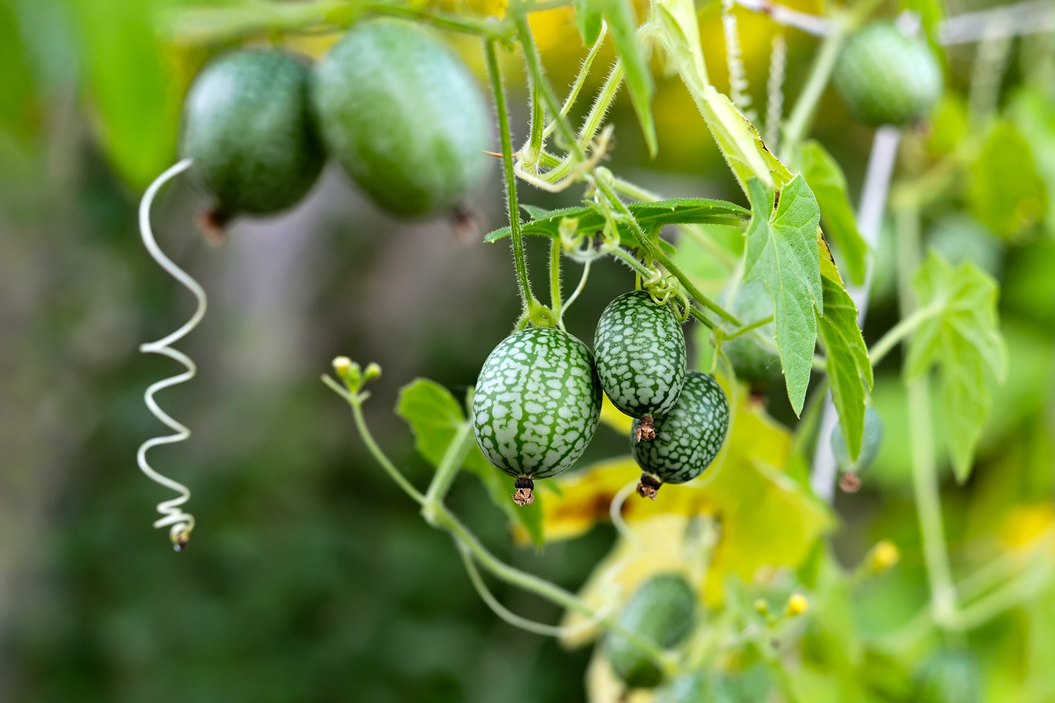 Мелотрия интересно смотрится в банке и на вкус хороша. Фотография: Julitt / Shutterstock / FOTODOM