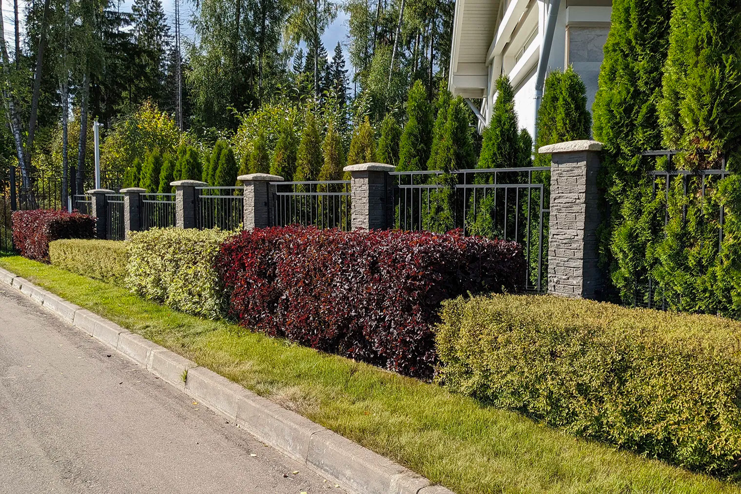 Можно комбинировать в одной полосе блоки изгородей из разных пород растений. Например, на фото выстроена линия из спиреи, дерена и пузыреплодника. Источник: razumsad.com