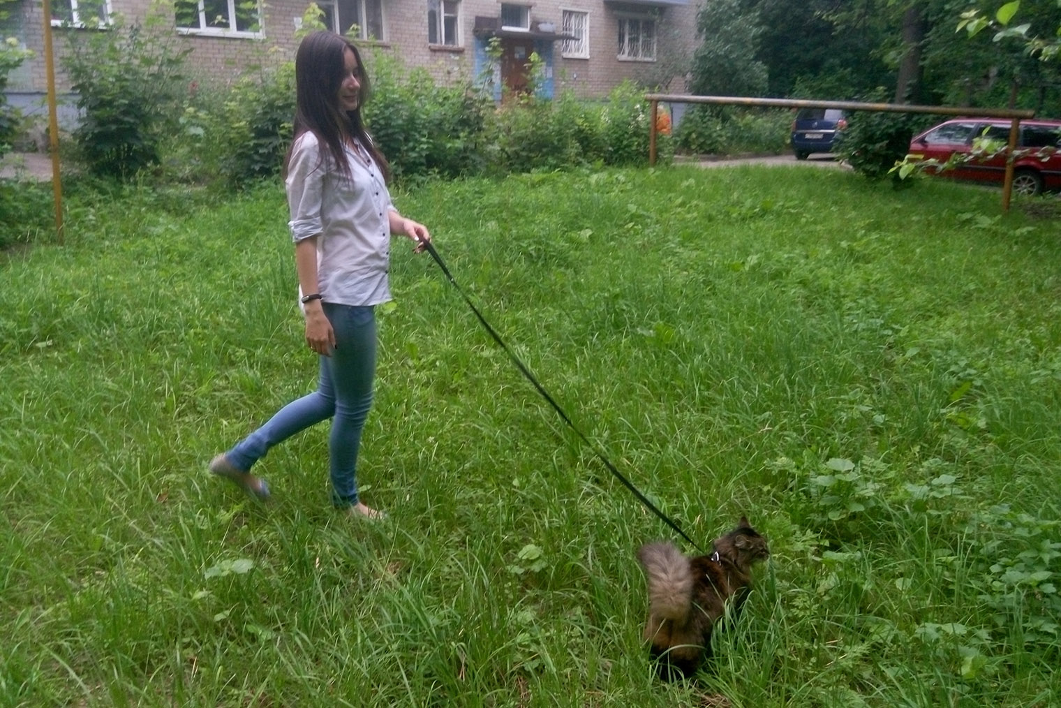 Я приучала Пусю находиться за пределами дома с самого детства. Каждое лето по вечерам мы гуляли во дворе и делаем это до сих пор. Поэтому кошка не боится улицы и рада новым впечатлениям