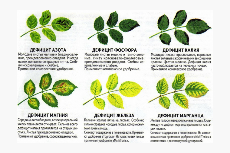 Года три назад я во «Вконтакте» скачала наглядную иллюстрацию, как определить, каких минералов и элементов не хватает розе. Источник: группа «Садоводы-огородники-цветоводы России»