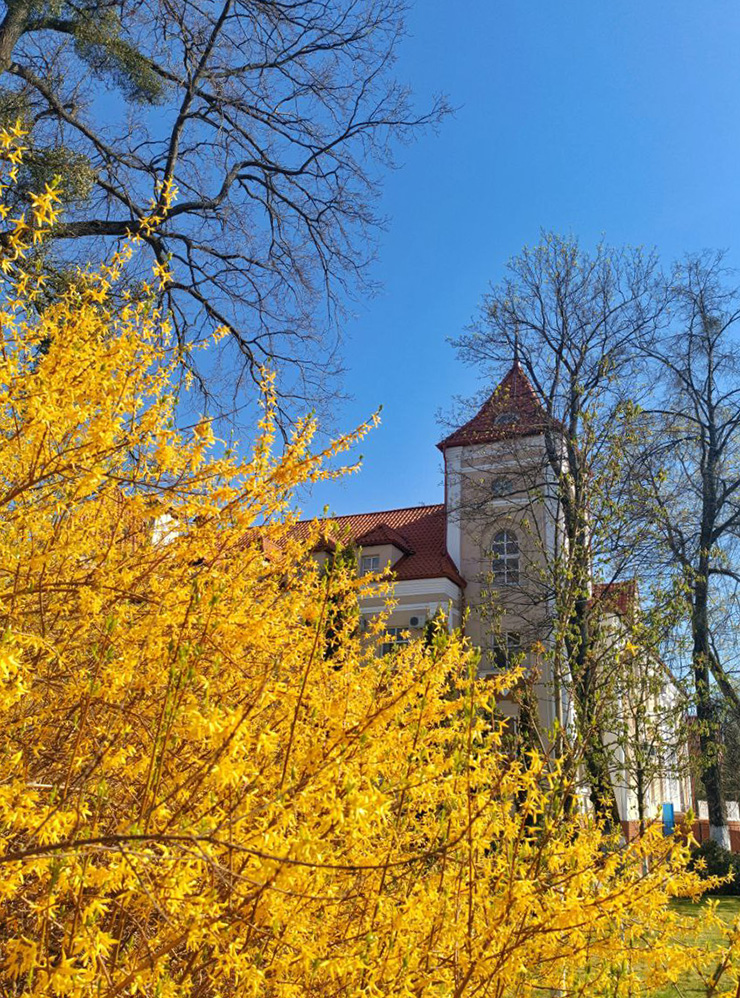 Звезда ботсада — сакура. Весна в Амалиенау. Фотография: Эдуард Коленков