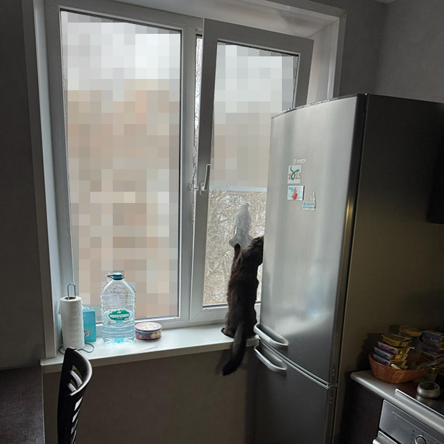Вижу такую картину. Наверное, это самый яркий день в жизни кота