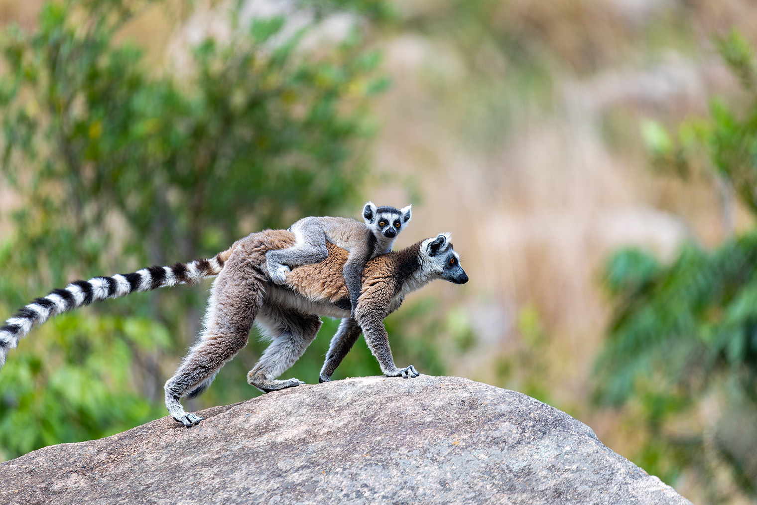 Кошачьи лемуры. Фотография: Artush / Shutterstock / FOTODOM