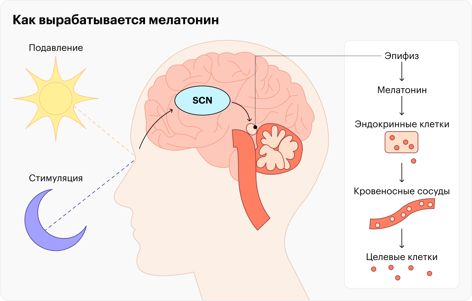 Супрахиазматическое ядро гипоталамуса, или SCN, получает сигнал от глаз, что настала ночь. Затем SCN передает в эпифиз сигнал, что нужно больше мелатонина, — и гормон поступает в кровь, вызывая желание поспать