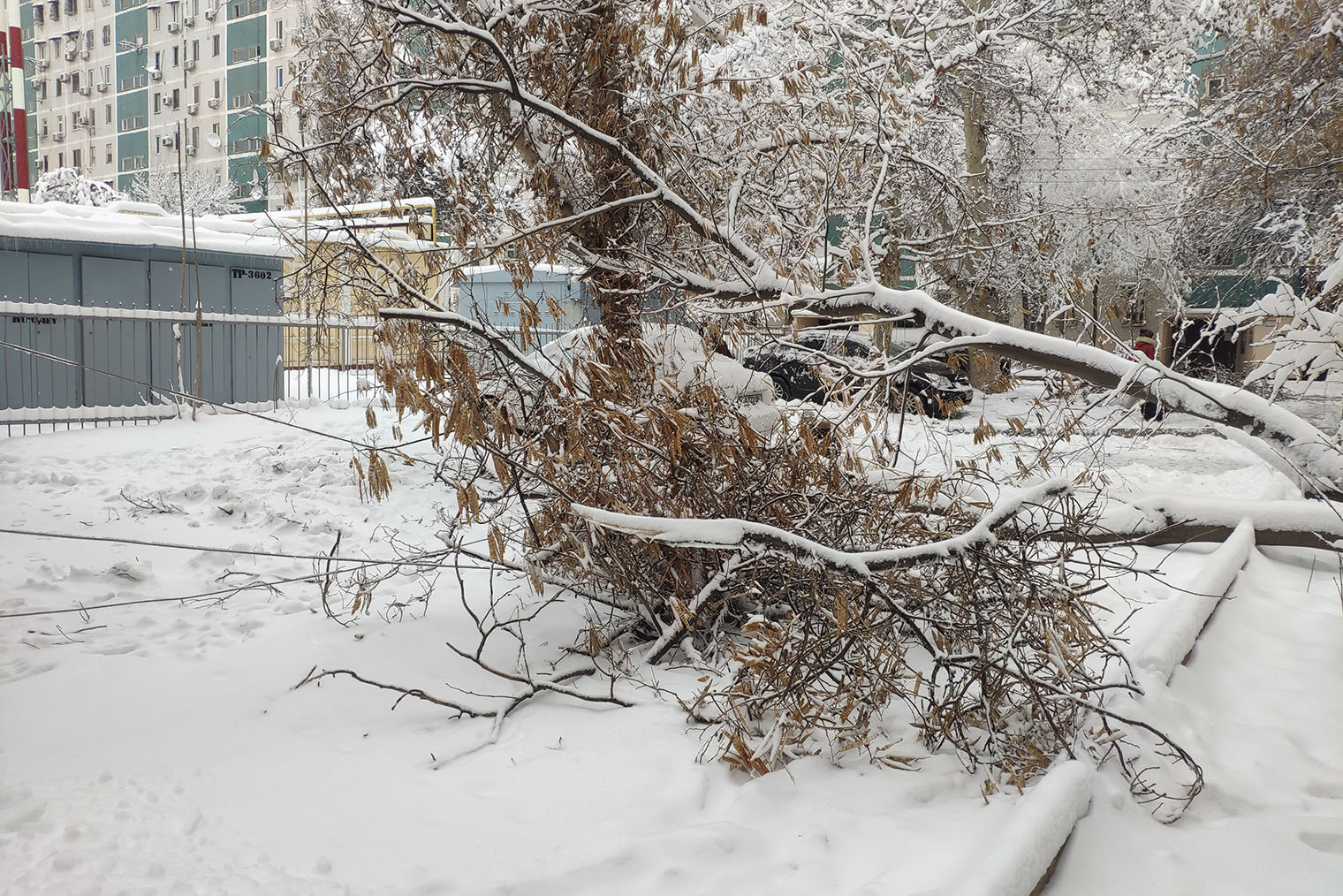 Упавшее дерево у нас во дворе