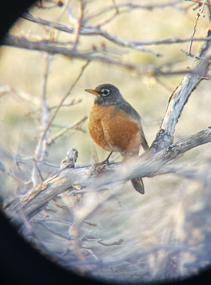 Птица American Robin похожа на зарянку, которая по⁠-⁠английски называется просто Robin, но не имеет к ней отношения. Это название ей дали англичане из⁠-⁠за схожести с птицами, которые живут в Великобритании