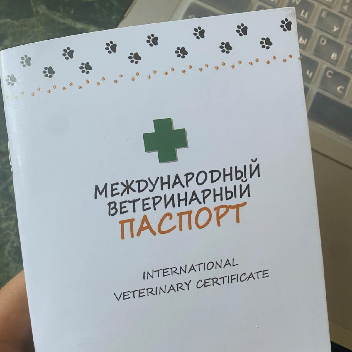 Наш заводчик не выдал паспорт вместе с кроликом. Паспорт мы купили за 100 ₽, когда ставили прививку в ветклинике. Сведений о первой прививке крольчонка, соответственно, нет