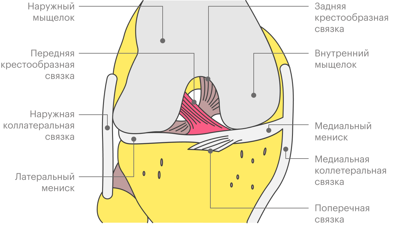 Строение коленного сустава
