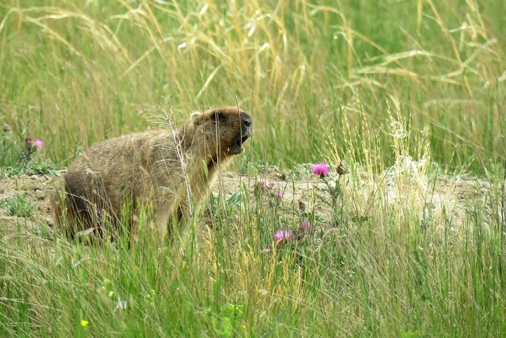 Летняя степь прекрасна цветением и ароматами. В это время из нор выползают родившиеся весной лисята, сурчата и барсучата. Источник: Дмитрий Немальцев