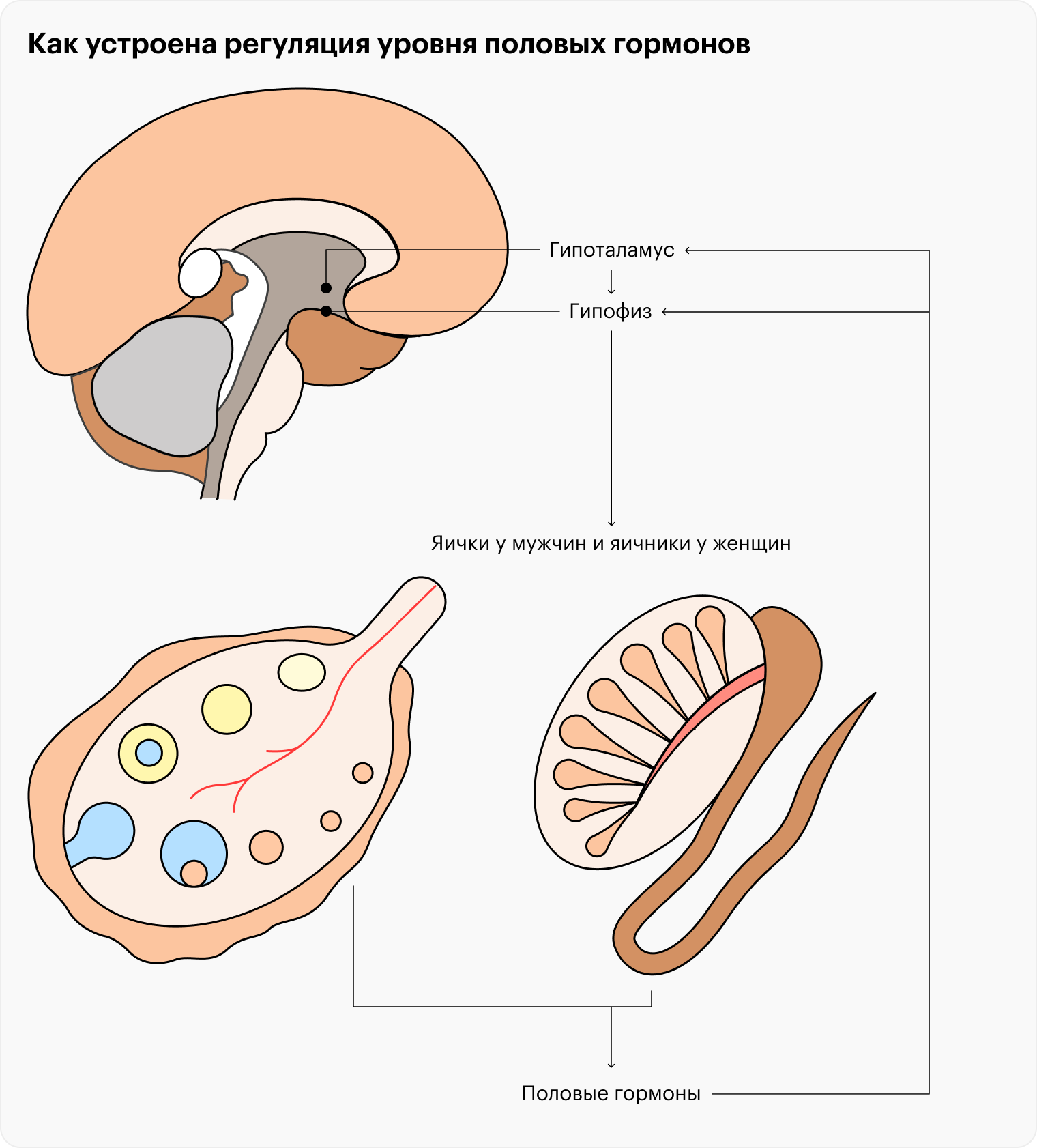 Гипоталамус и гипофиз вырабатывают гормоны, регулирующие работу половых желез у мужчин и женщин. При этом уровень половых гормонов в крови также влияет на работу гипофиза и гипоталамуса: в норме, если он высокий, гипоталамус и гипофиз уменьшают выработку своих гормонов, и наоборот