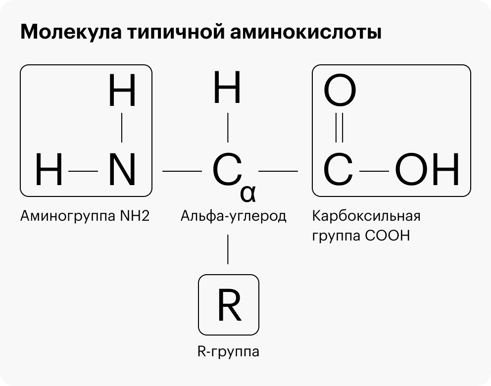 Типичная аминокислота: буквой R отмечена уникальная R-группа, а все остальное — стандартный «скелет» с альфа-углеродом С в основе