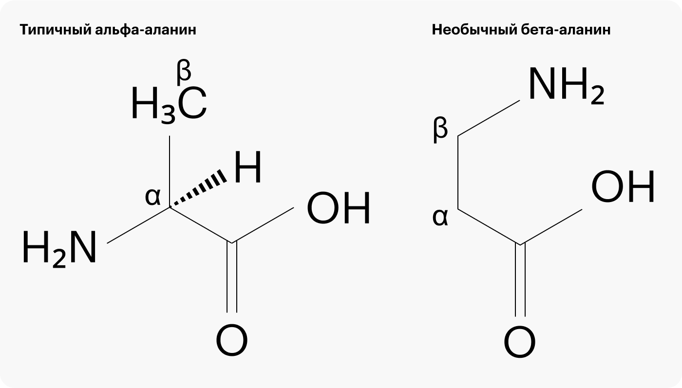 Слева: типичный альфа-аланин, у которого -NH2 прицеплен к альфа-углероду. Справа: необычный бета-аланин, у которого -NH2 прицеплен к бета-углероду