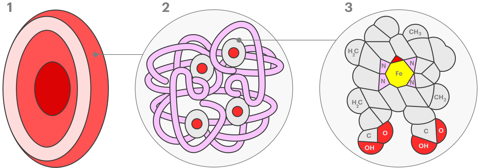 Эритроцит (1) — «сумка» в форме диска, заполненная гемоглобином (2). В состав гемоглобина входит белок глобин, обозначенный фиолетовым, и серо-красный гем (3) — сложная молекула с атомом железа в центре, которая присоединяет кислород
