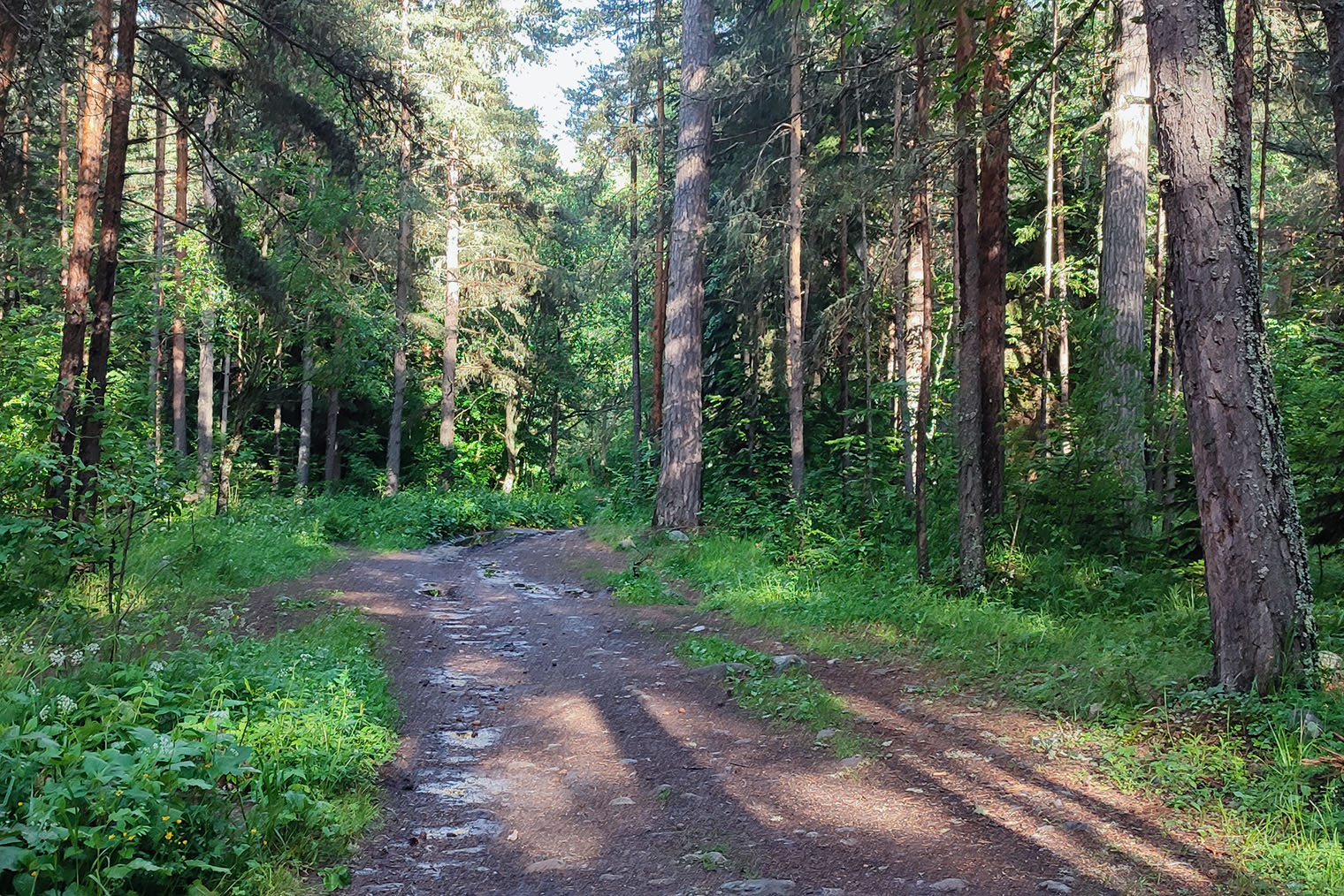 Мы пошли к Казачьему в дождливый день. Грунтовая дорога была мокрой, но нескользкой