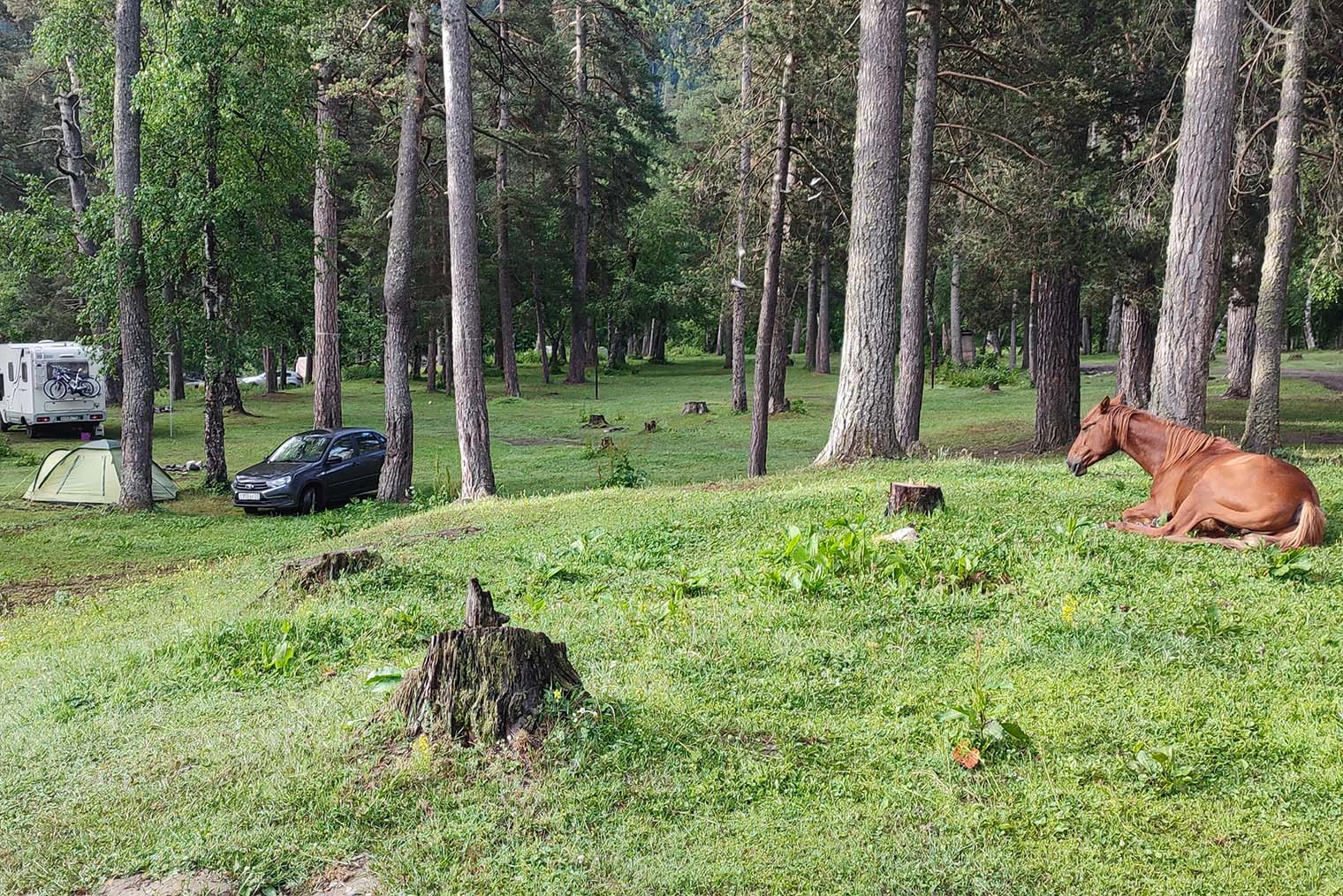 Однажды утром к нам в кемпинг пришли лошади. Такие события — одна из причин, почему я выбираю ночевки на природе