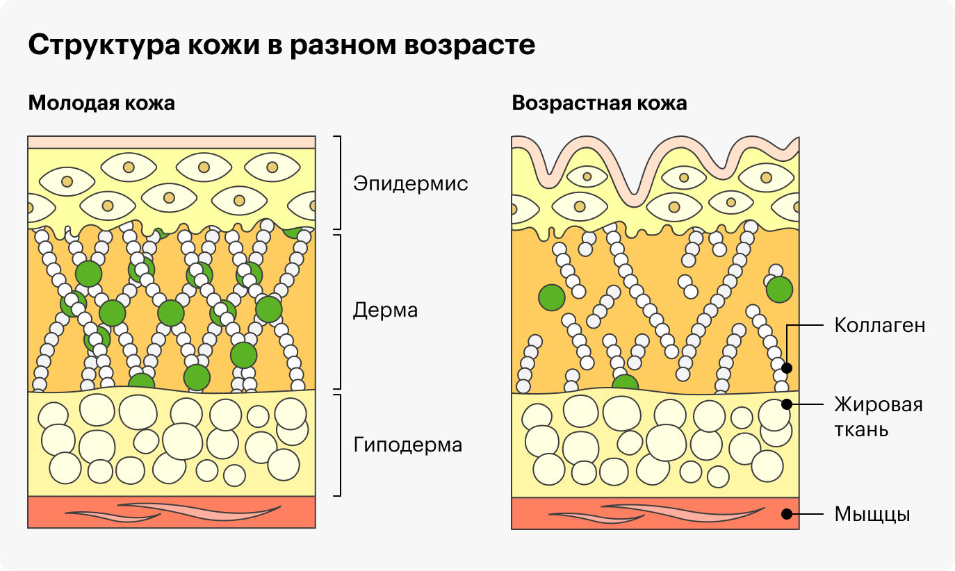 В дерме, или среднем слое кожи, коллаген формирует волокнистую сеть, которая служит «каркасом» кожи — то есть делает ее упругой. Он также играет роль в замене и восстановлении мертвых клеток кожи