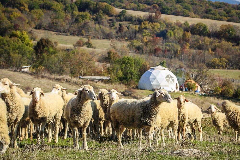 Отара овец в Бельбекской долине