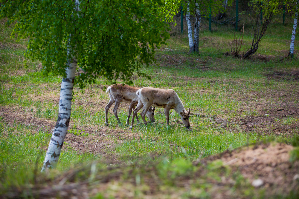 Фото: Vladimir Yashin / Shutterstock