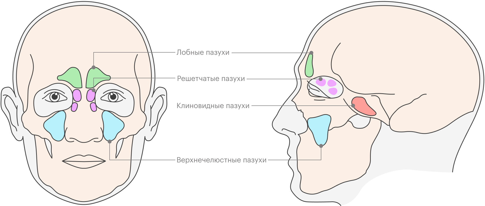 Околоносовые пазухи еще называют синусами, поэтому воспалительные процессы в них — синуситы