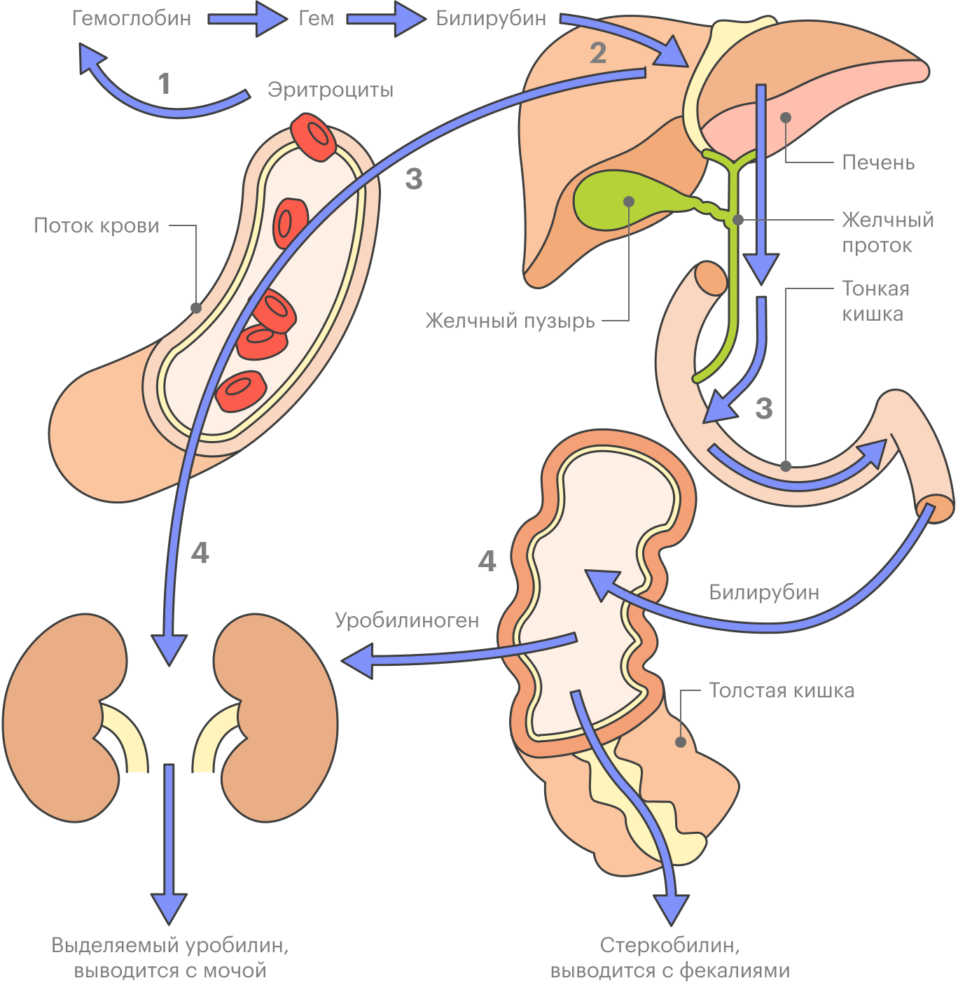 Гемоглобин эритроцитов превращается в билирубин, поступает в печень, становится растворимым и выводится из организма через почки и кишечник