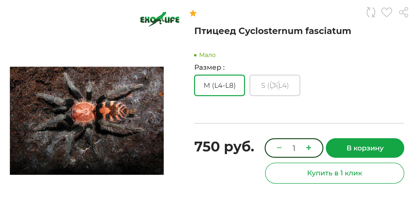 Также паука можно купить в интернет‑магазинах, которые продают не только самих животных, но и все необходимое для них. Источник: exo-life.ru