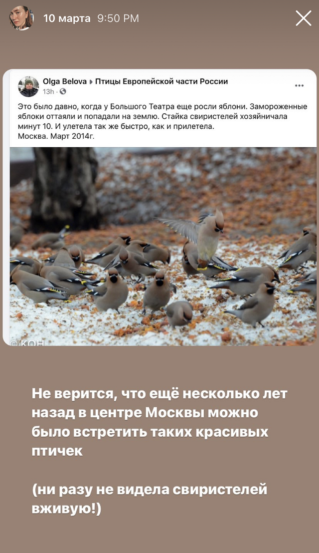 С тех пор как я вступила в группу «Птицы Европейской части России», мне начала нравиться моя лента в «Фейсбуке»