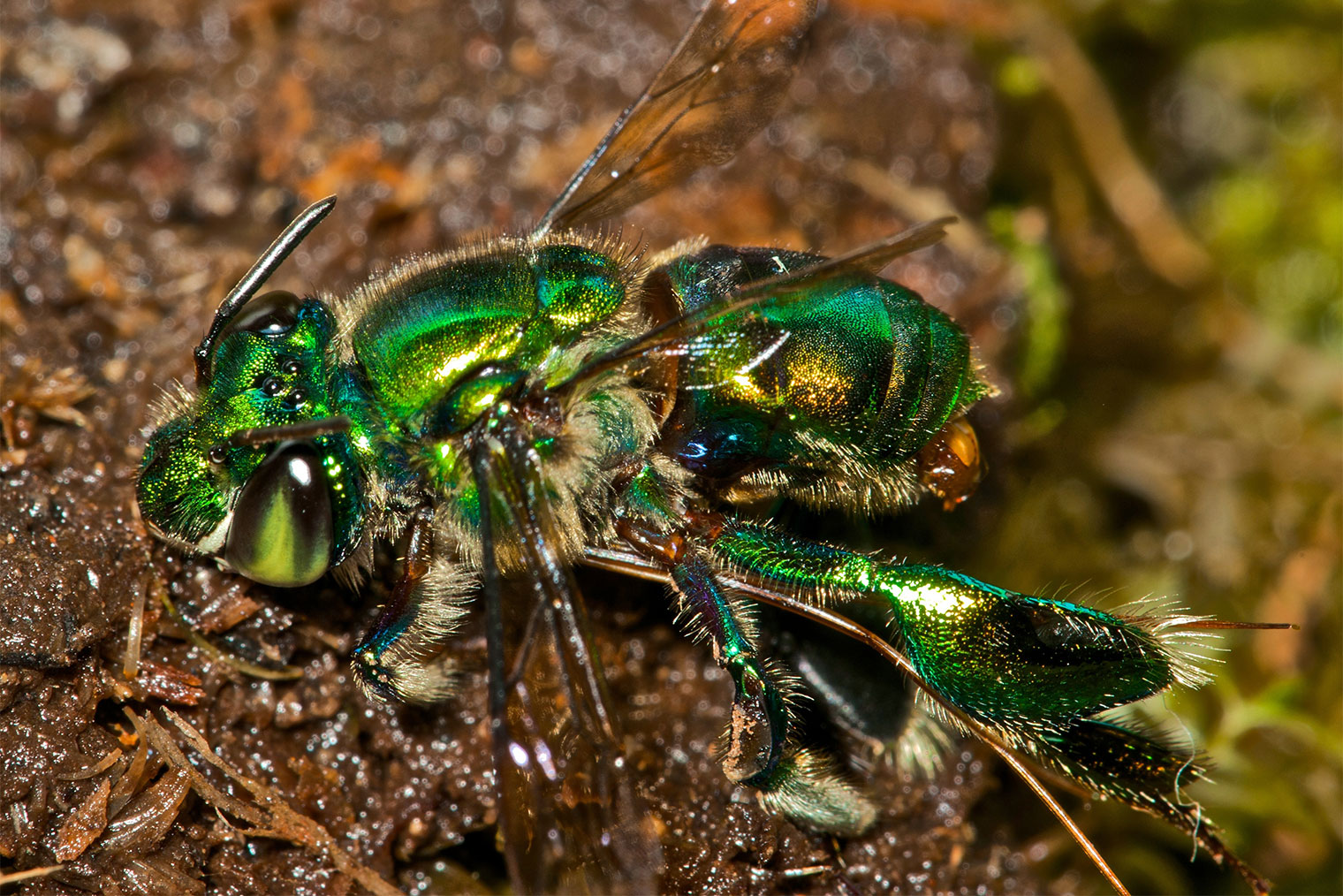 Орхидейная пчела — Euglossini. Фотография: Pedro Bernardo / Shutterstock / FOTODOM