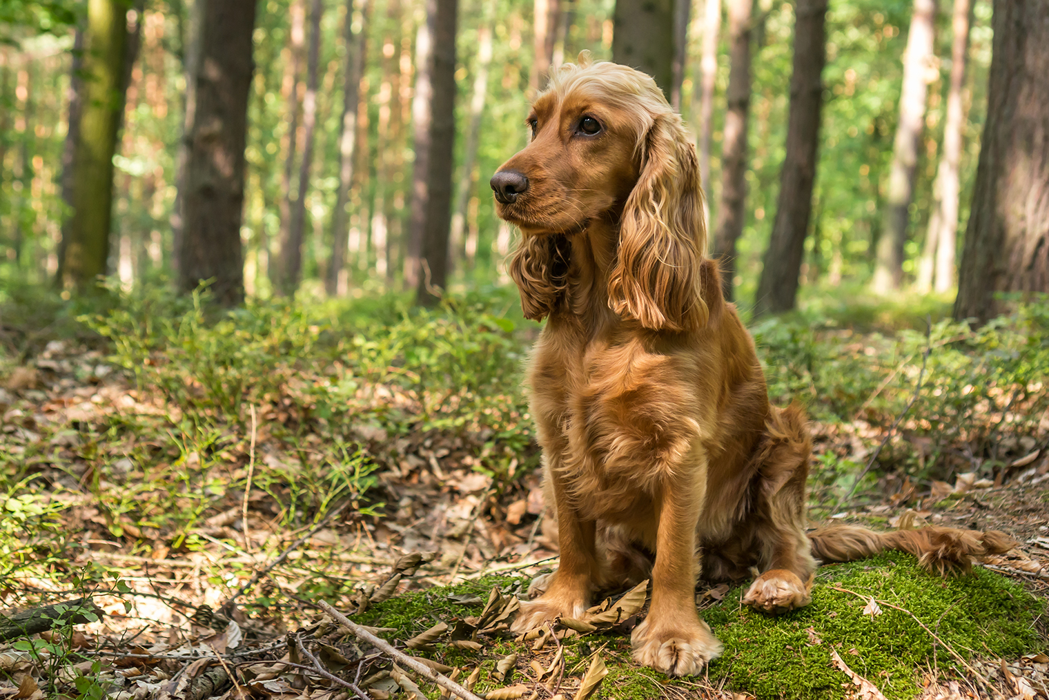 Это английский кокер-спаниель — мечта, которая однажды сбудется. Фото: andriano_cz / iStock