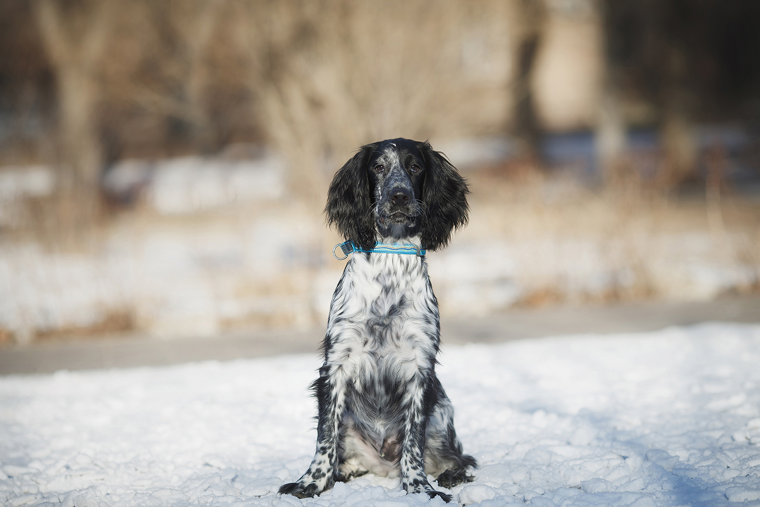 Это русский охотничий спаниель — за него выдавали Кая. Фото: Daria Shvetcova / Shutterstock