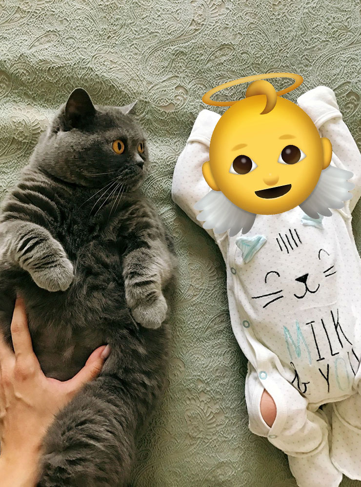 Кошка моей подруги, Мика, никогда не купалась, хотя ей уже 14 лет. Но ее регулярно расчесывают тремя разными пуходерками