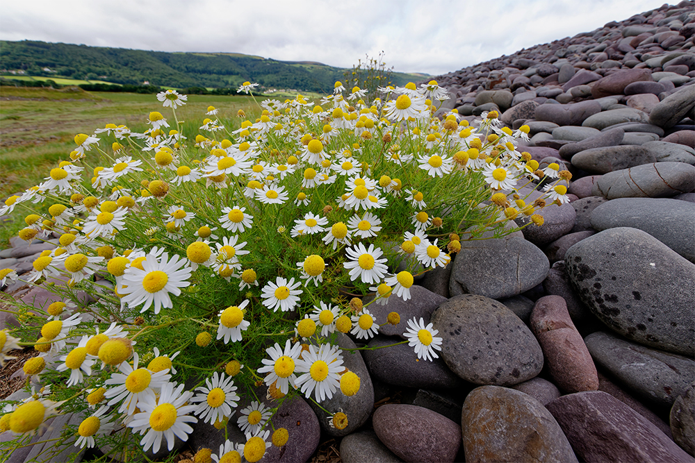 Трехреберник непахучий, Tripleurospermum maritimum. Источник: Источник: Martin Fowler / Shutterstock