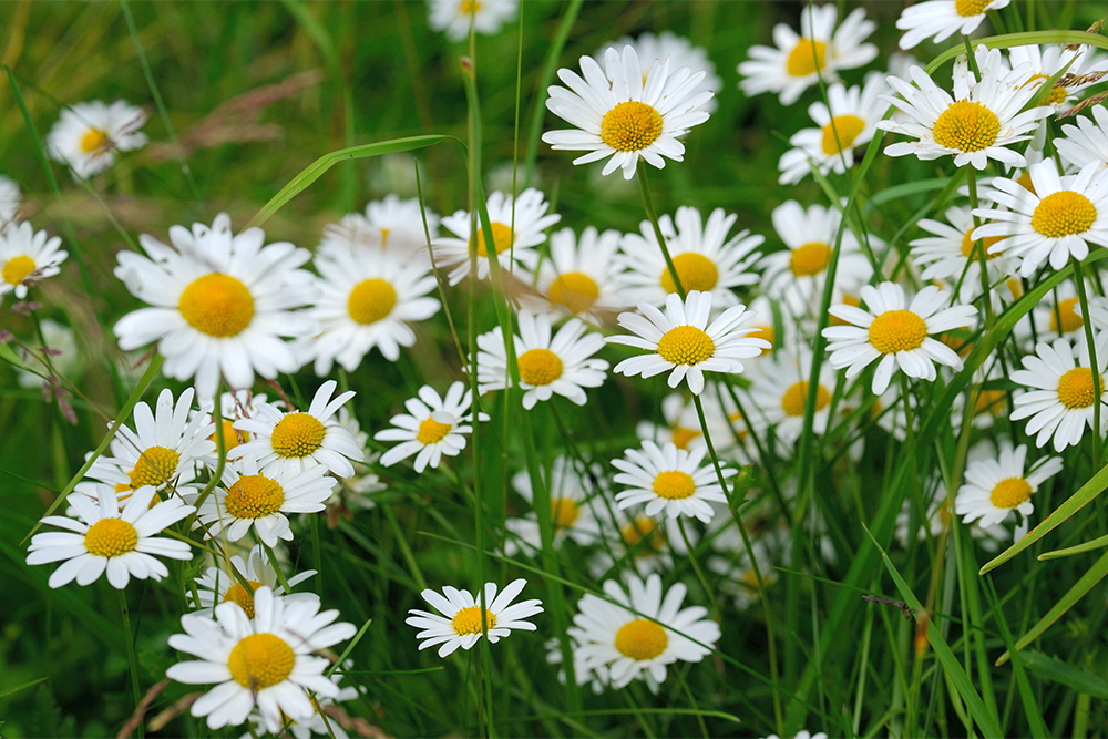 Нивяник обыкновенный, Leucanthemum vulgare. Источник: Heiti Paves / Shutterstock