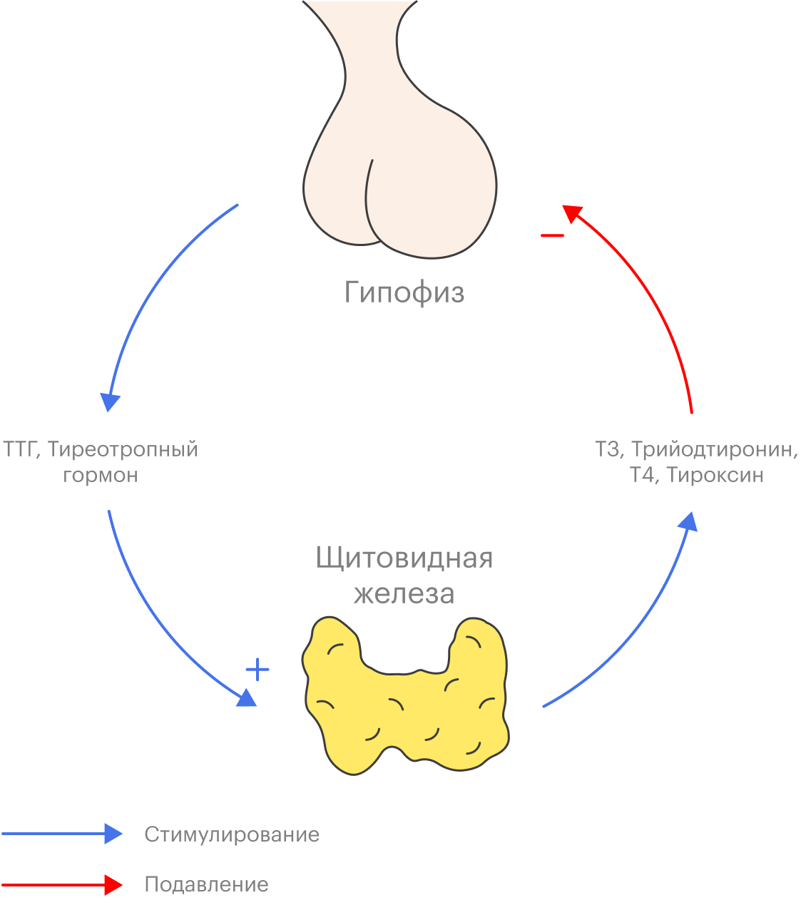 Активация щитовидной железы показана синей стрелкой, а отключение гипофиза — красной. Гипофиз и щитовидная железа регулируют работу друг друга — это называется петлей обратной связи