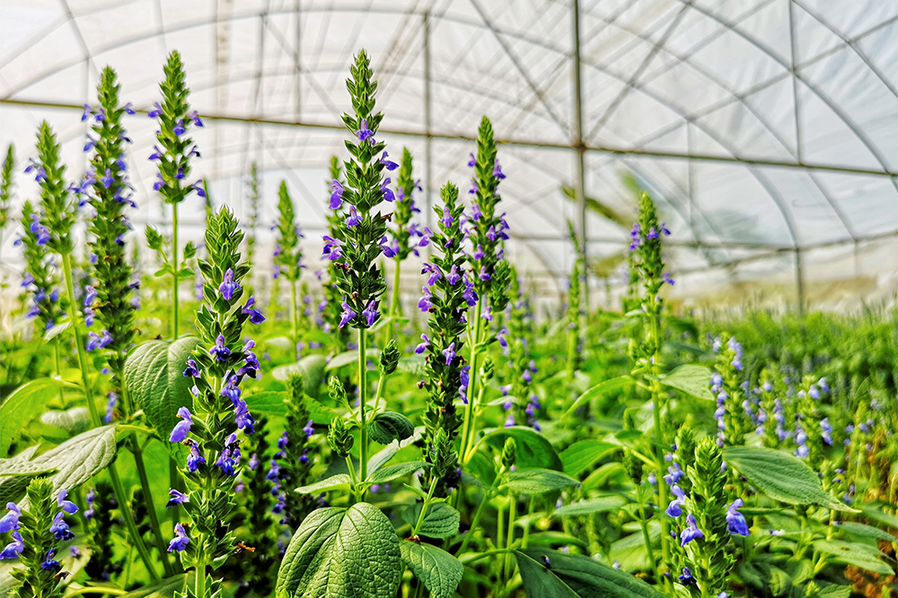 Salvia hispanica в теплице. Источник: The natures / Shutterstock