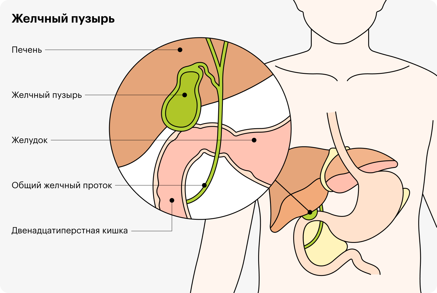 Желчный пузырь находится под печенью и собирает желчь из этого органа